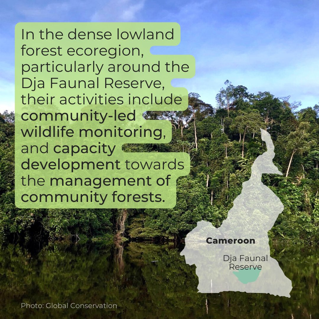 W_RainforestDay's tweet photo. @cbbm_cameroon is rooted in a person-centered approach to indigenous wildlife monitoring, community forestry, and landscape restoration.  

To get involved in CBBM’s critical impact on ecosystems and communities, consider volunteering or making a donation. https://t.co/8Nj3zP3OfN