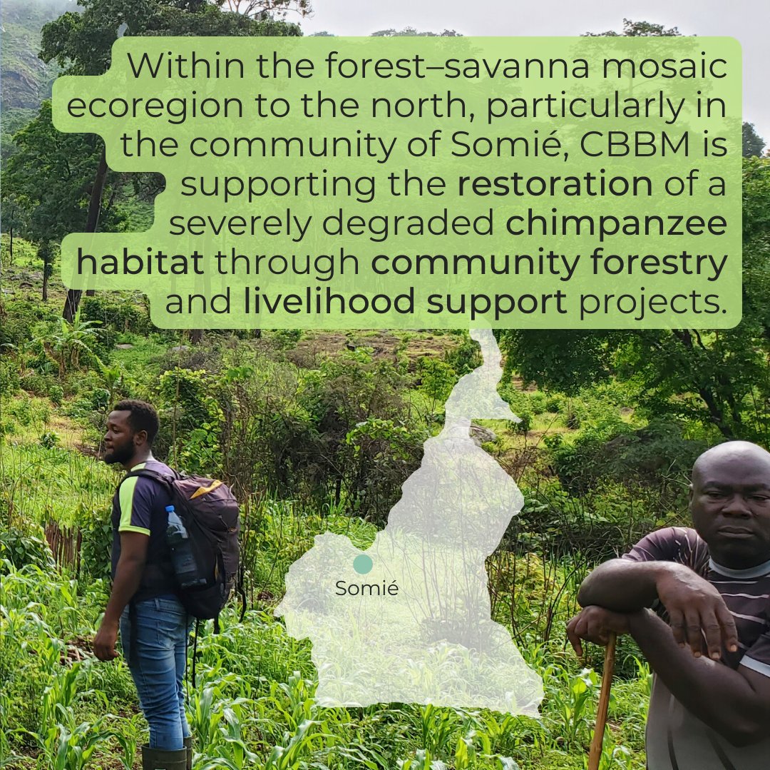W_RainforestDay's tweet photo. @cbbm_cameroon is rooted in a person-centered approach to indigenous wildlife monitoring, community forestry, and landscape restoration.  

To get involved in CBBM’s critical impact on ecosystems and communities, consider volunteering or making a donation. https://t.co/8Nj3zP3OfN