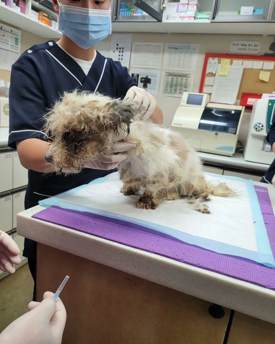 글재주가 없어서. 슬프게 몬써요ㅠㅡ근덷아주 슬픈 아이긴해요
어쩌다 저리 된건지 길에서 떠돌다가
물린거라는데 ㅡㅠ 내일 몸상태 봐서
안구적출을해요 심장사상충걸린아이라
많이 위험해서 ㅠ 걱정이 산더미 

돈도 들것이고 애기셋도 다 코로나,지알디아 ㅜ
가족관계는 아니더라구요
남자애인데 얜