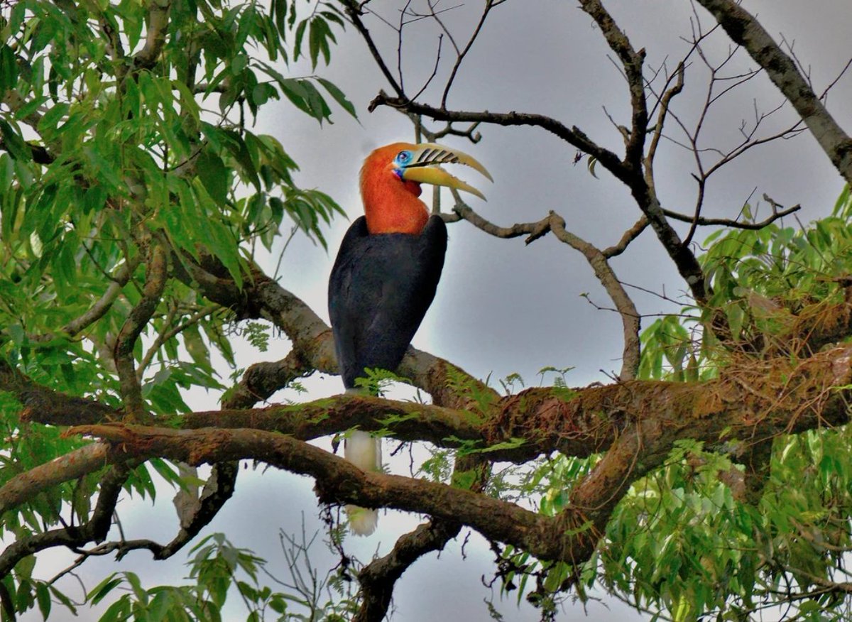 According to Birdlife International's State of the World's Birds 2022 report, birds play an important role in ecosystems. An example of how one species can impact an ecosystem is that of a Hornbill; they can disperse up to 12,700 large seeds per day per km2. 📷Pradyut Choudhury
