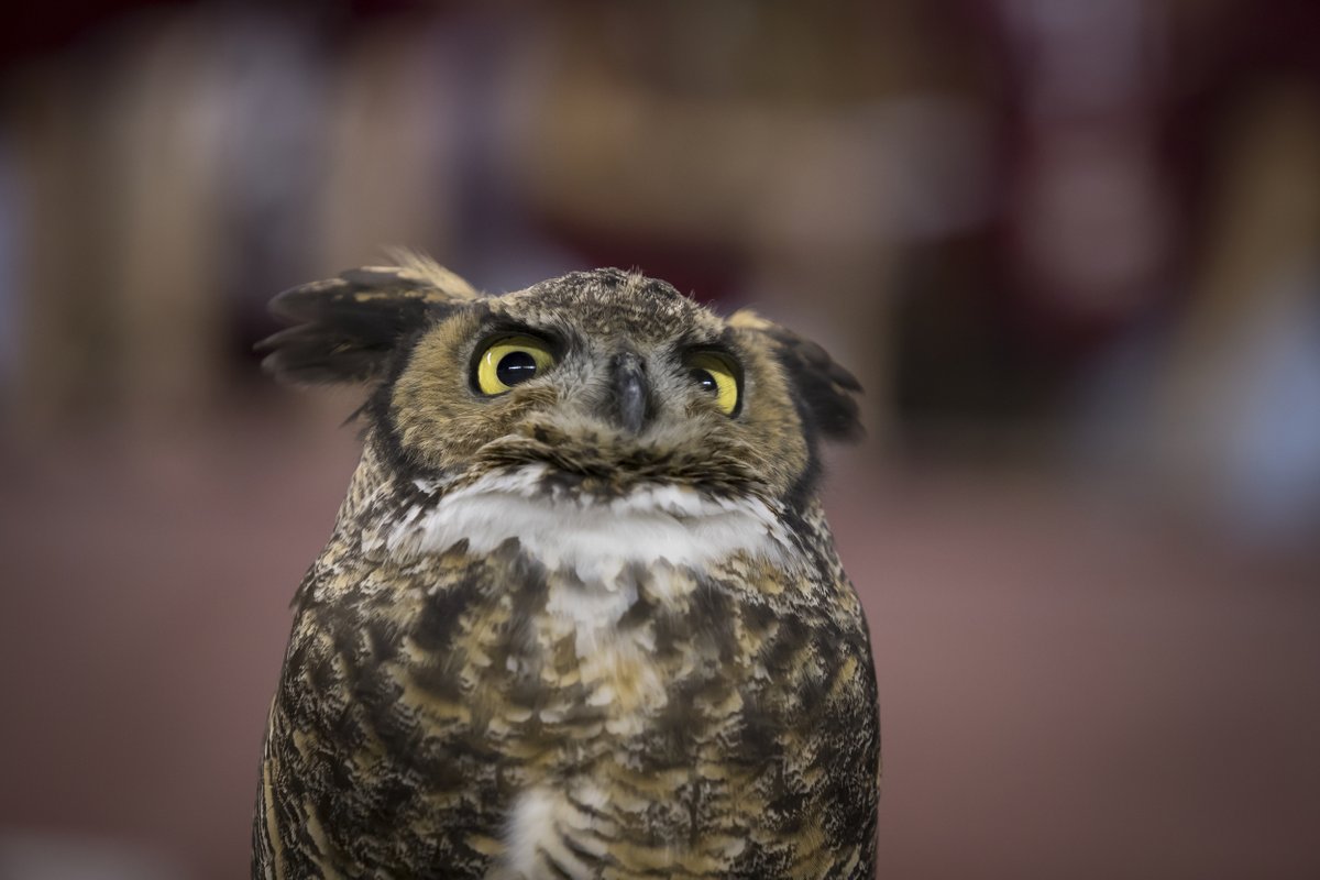 TUKleincollege's tweet photo. Happy Thanksgiving #TeamKlein, from our nest to yours 🦃 🦉 https://t.co/Q1kmSylpo2