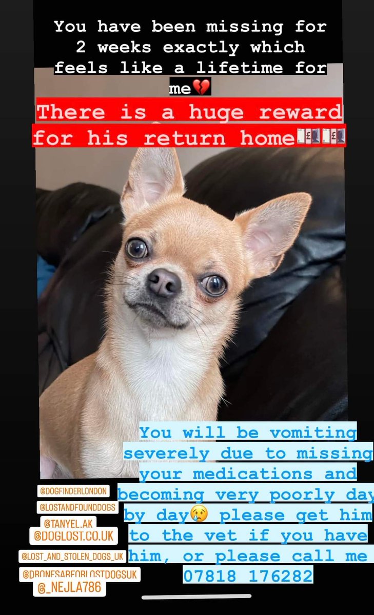 MissingPetsGB's tweet photo. #FindPablo
Urgent - Pablo will likely be poorly now - he has been missing two weeks without his medications https://t.co/bbDCVIqFux