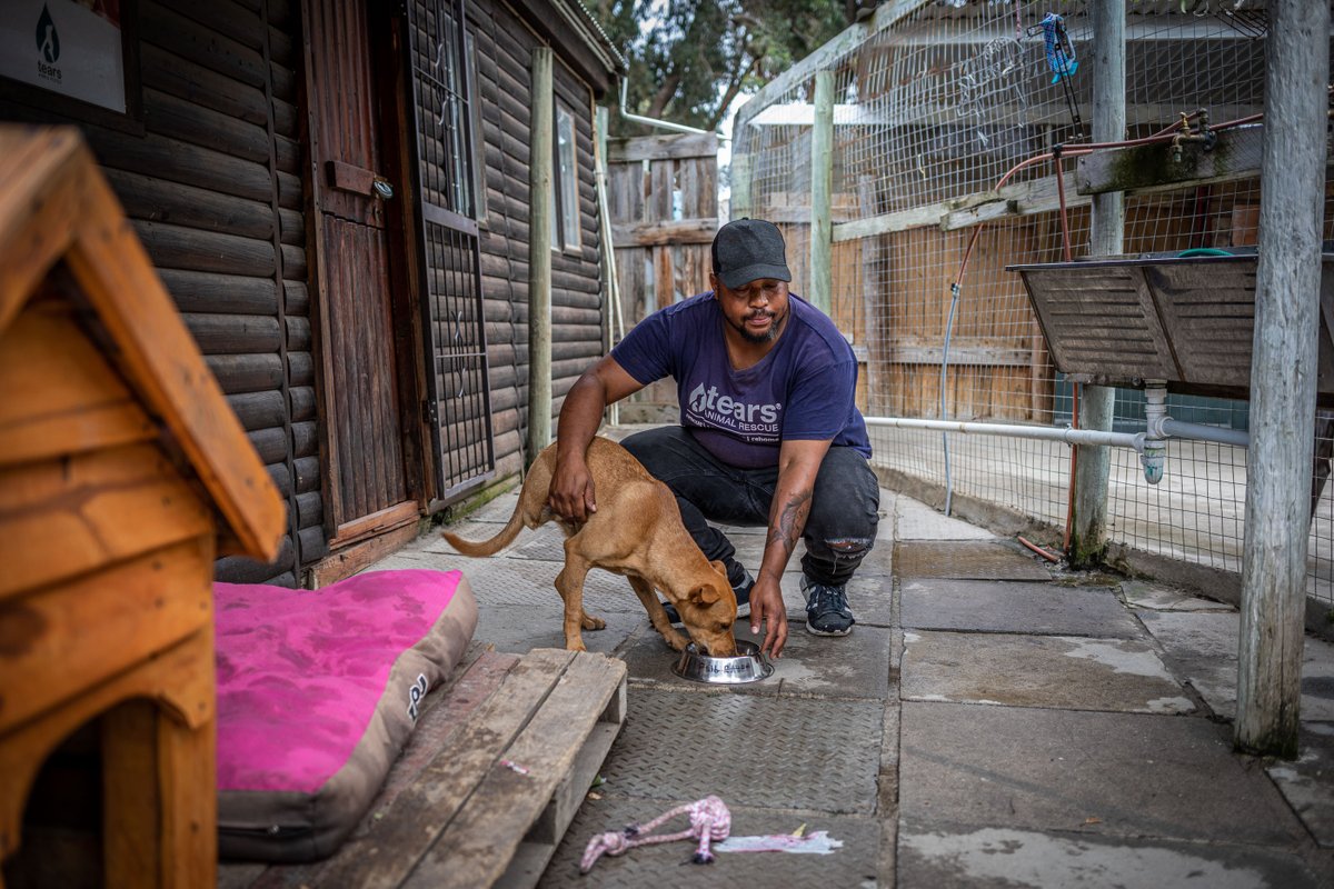 thependatrust's tweet image. One of the wonderful nonprofit organisations we partner with is TEARS Animal Rescue where we recently got the chance to capture some volunteers and vets pouring their heart and soul into caring for their four-legged friends. tears.org.za 🐕 
#nonprofitphotography