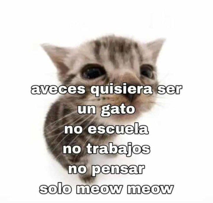 ronalrivera22's tweet photo. buenos días papus 🫂 https://t.co/w5BLLaw2o0
