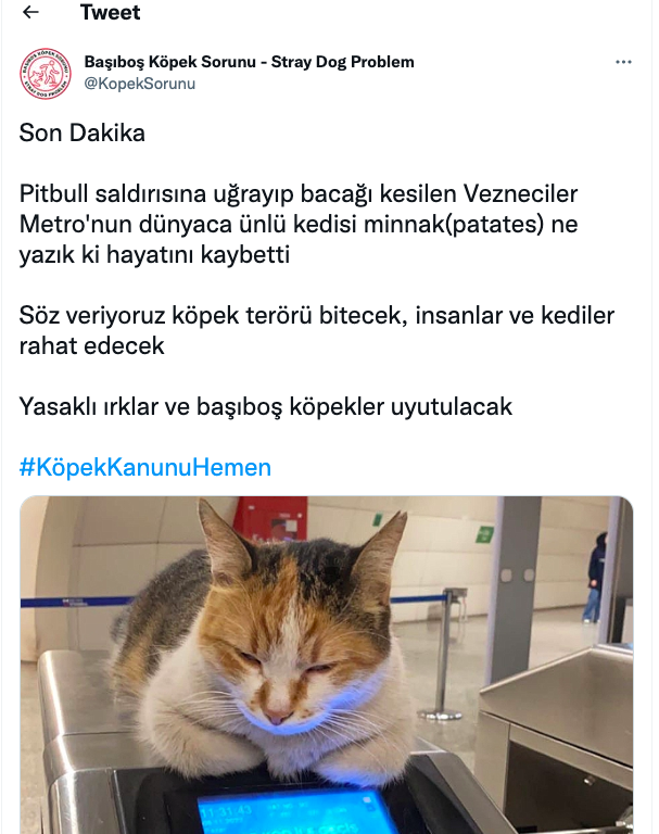 Bu oluşumun toplumu histeriye sürüklemek için kullanmayacağı şey yok. Şimdi de kedileri kullanarak köpek nefretini körüklemeye çalışıyorlar. O kadar kötüler ki Pitbull'un sahipli olduğunu, sahibinin özellikle saldırması sonucu şu zavallı kediyi ısırdığını söylemiyorlar.