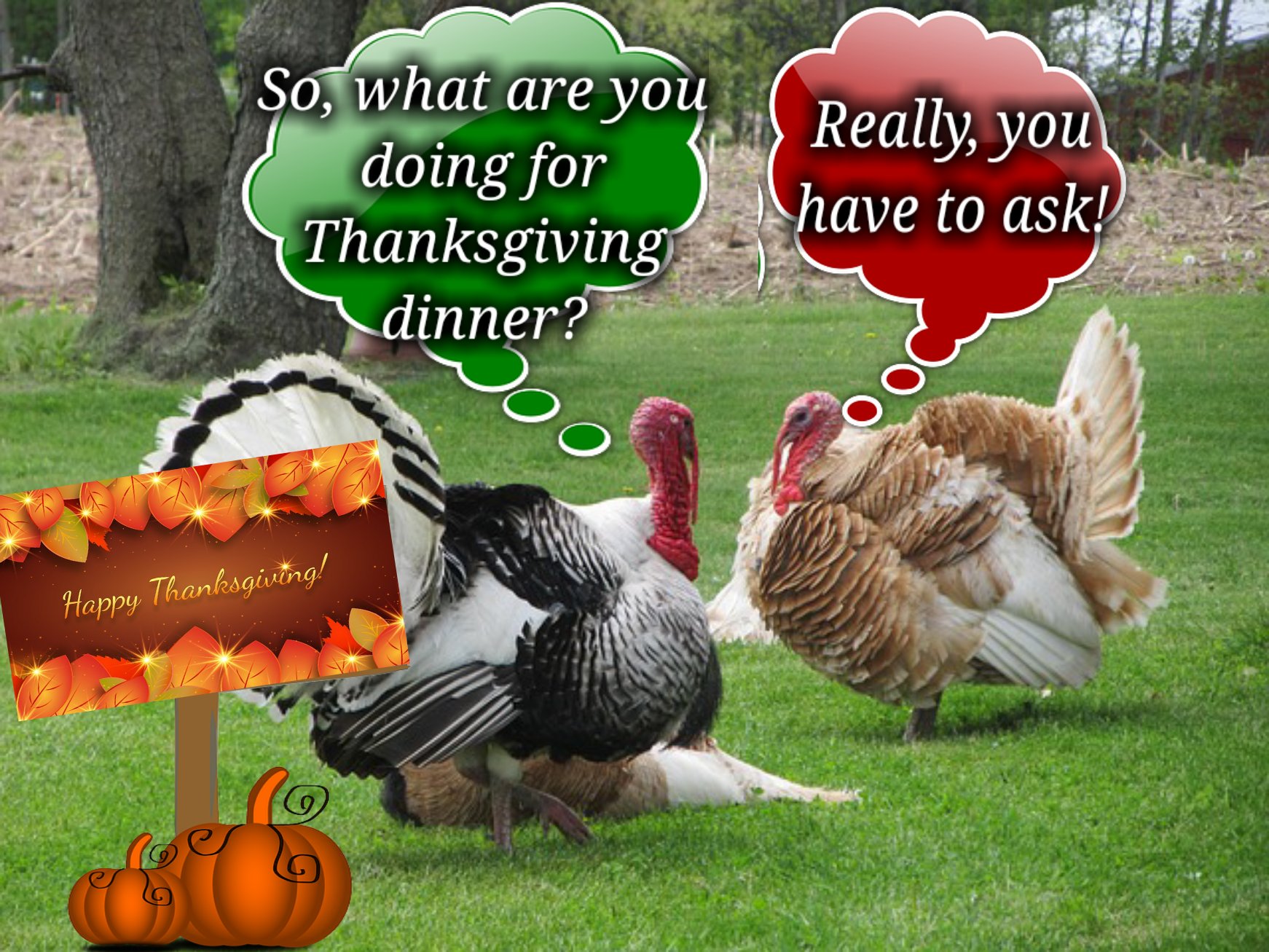 Stephanie 🇬🇧🇺🇸🦍 on Twitter "I had to put up a funny Thanksgiving