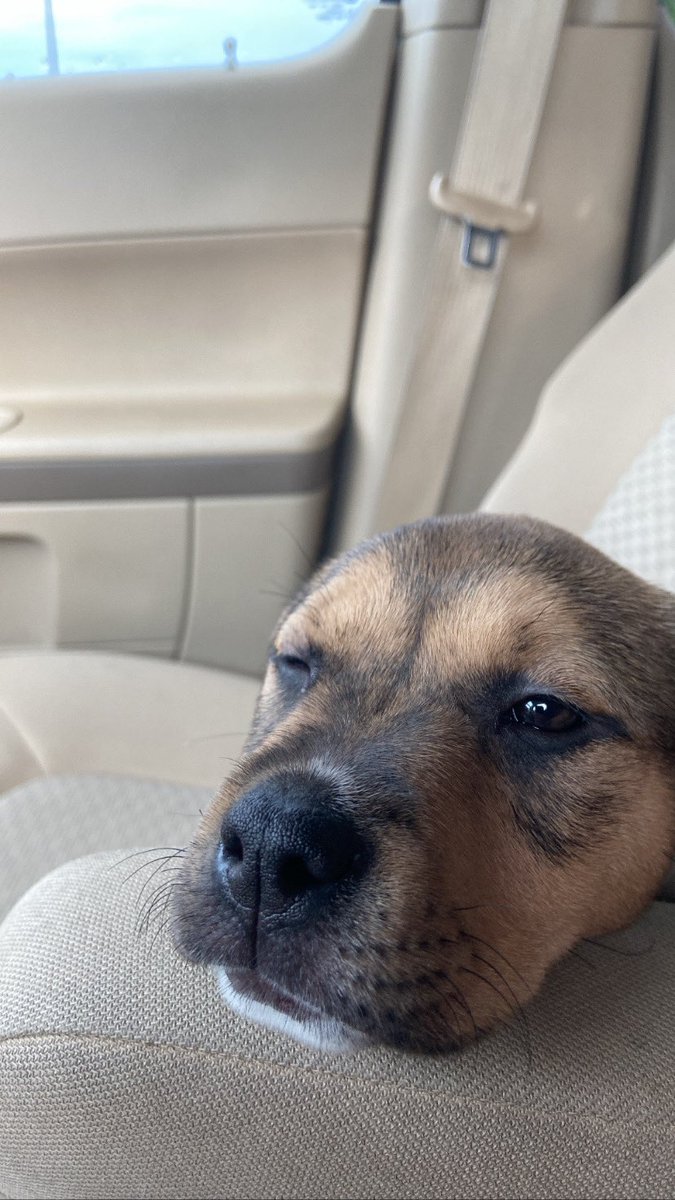 SkylarMoses7's tweet photo. #gmmreadypetgo this is topanga! https://t.co/tRk7B2HOgW