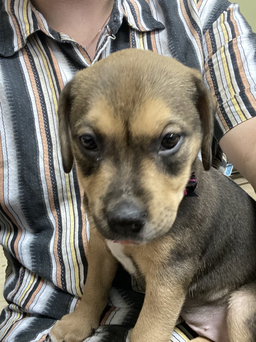 SkylarMoses7's tweet photo. #gmmreadypetgo this is topanga! https://t.co/tRk7B2HOgW