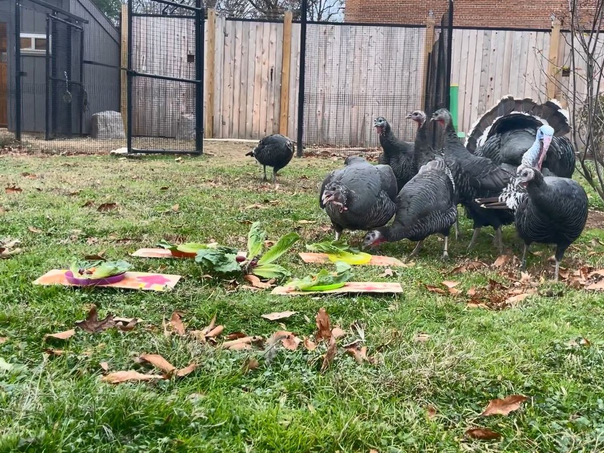 National Zoo on Twitter "🦃 It’s turkey day! Bird House keepers
