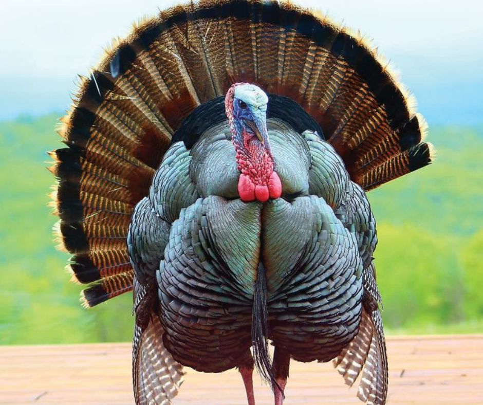 Happy Thanksgiving from The Merrimack! We're closed today, but you can still access your banking 24/7 through our online banking or mobile app.
📷 Jackie Berry - Tom
 #themerrimack #happythanksgiving