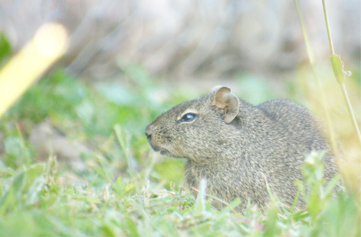 ZoolJLinnSoc's tweet photo. Integration patterns of cheek teeth and ecomorphological evolution in grinding #herbivores: the case of #caviine rodents (#Caviomorpha: #Caviidae). Boivin et al. #Rodentia
https://t.co/L5hyV0ZA4O
@ZoolJLinnSoc @LinneanSociety @OUPAcademic @OxfordJournals https://t.co/Y7TfoZ0mIa