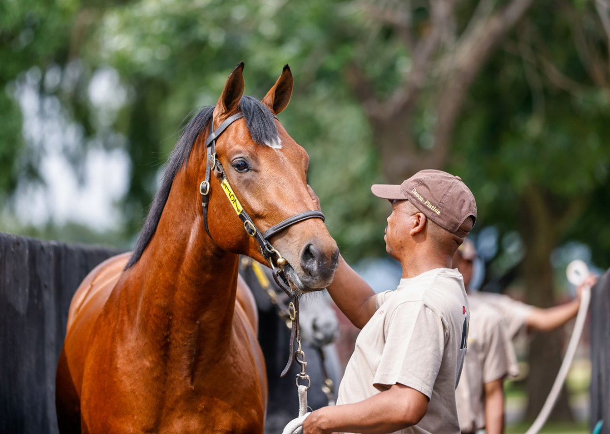 Mauritzfontein's tweet photo. AFTERNOON WALK
Our Bloodstock South Africa National 2-y-o Sales Draft, taking an afternoon walk around the TBA Complex. Pop in, say hello, come see them! #tbasales #bsasales #mauritzfonteinbreds #2yosale (Thanks for photos Candiese Lenferna Photography). https://t.co/pYyZ0AhnEl