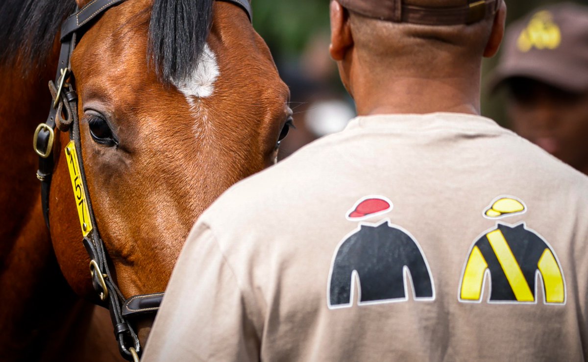 Mauritzfontein's tweet photo. AFTERNOON WALK
Our Bloodstock South Africa National 2-y-o Sales Draft, taking an afternoon walk around the TBA Complex. Pop in, say hello, come see them! #tbasales #bsasales #mauritzfonteinbreds #2yosale (Thanks for photos Candiese Lenferna Photography). https://t.co/pYyZ0AhnEl