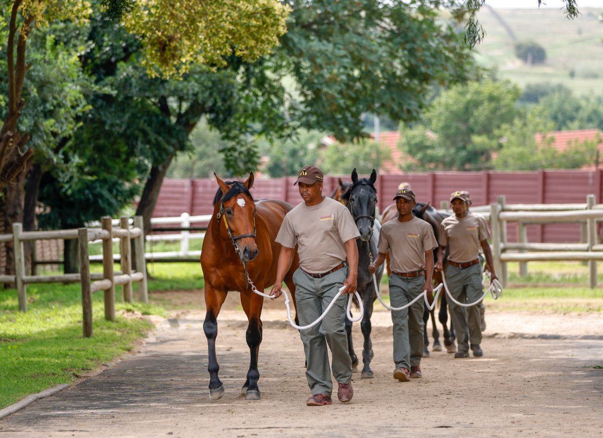 Mauritzfontein's tweet photo. AFTERNOON WALK
Our Bloodstock South Africa National 2-y-o Sales Draft, taking an afternoon walk around the TBA Complex. Pop in, say hello, come see them! #tbasales #bsasales #mauritzfonteinbreds #2yosale (Thanks for photos Candiese Lenferna Photography). https://t.co/pYyZ0AhnEl