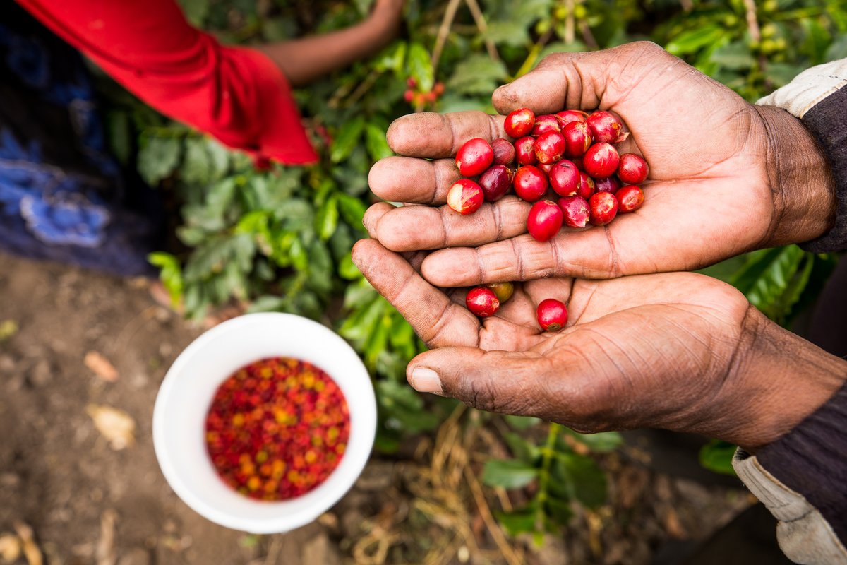 Happy #Thanksgiving to all of you! 🙏

We are thankful today for all the smallholder farming families around the world who provide for us all. 👩‍🌾👨‍🌾 

This is especially true for our beloved morning #coffee! ☕️ 🤎 

Have a wonderful day! ✨