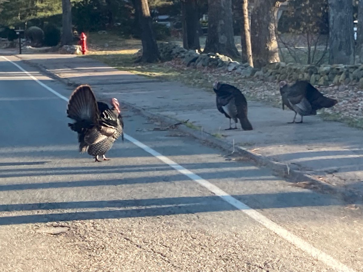 TheStonesEG's tweet photo. Happy Thanksgiving from East Greenwich, Rhode Island. #RunBuddy https://t.co/tg9VbmF4zp