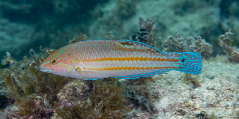 Luiz Rocha, PhD tweet media