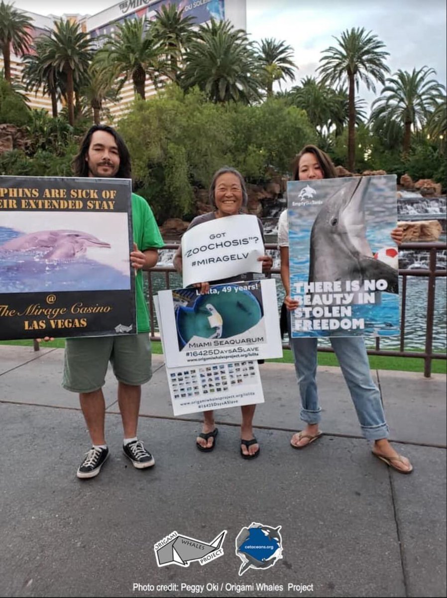 cetaceans_org's tweet photo. Thanks to activists around the globe, The Mirage hotel (Las Vegas) has closed its dolphin exhibit for good. No info available right now on dolphin placement.
πΈ@_PeggyOki w/ friends/activists who drove from LA-Las Vegas to protest the #captivedolphins at The Mirage Hotel in 2019 https://t.co/BVqCSjTwjX