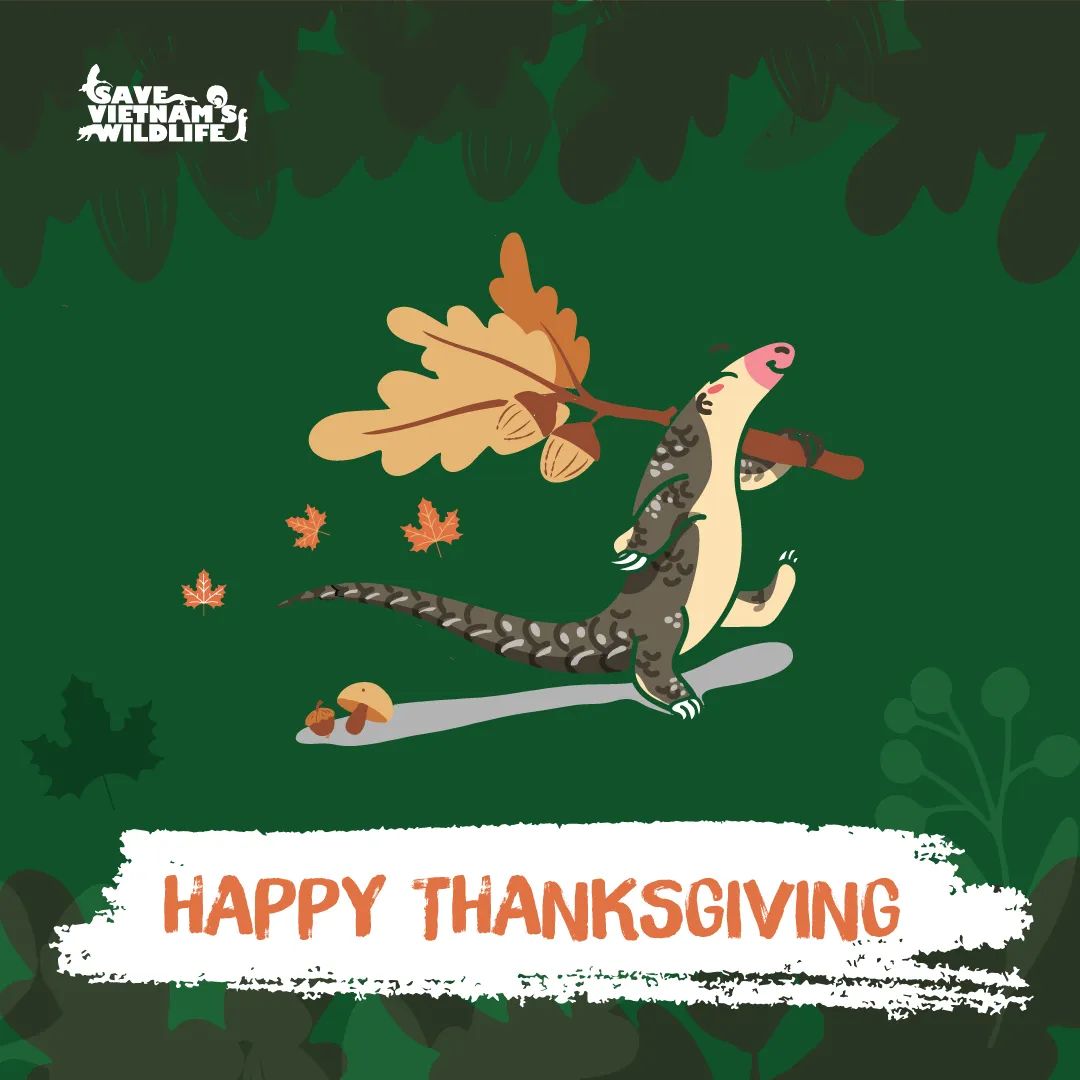 Félicie Dhellemmes 🦈 (@dr_felisea) on Twitter photo This #Thanksgiving card from <a href="/SVWpage/">Save Vietnam's Wildlife (SVW)</a> is just too cute 😍
I am thankful for awesome armoured mammals 🤺 and you should be too!
Consider donating to Save Vietnam's Wildlife to support their great fight to save Vietnam's endangered species and their habitat 🍃 This #Thanksgiving card from <a href="/SVWpage/">Save Vietnam's Wildlife (SVW)</a> is just too cute 😍
I am thankful for awesome armoured mammals 🤺 and you should be too!
Consider donating to Save Vietnam's Wildlife to support their great fight to save Vietnam's endangered species and their habitat 🍃