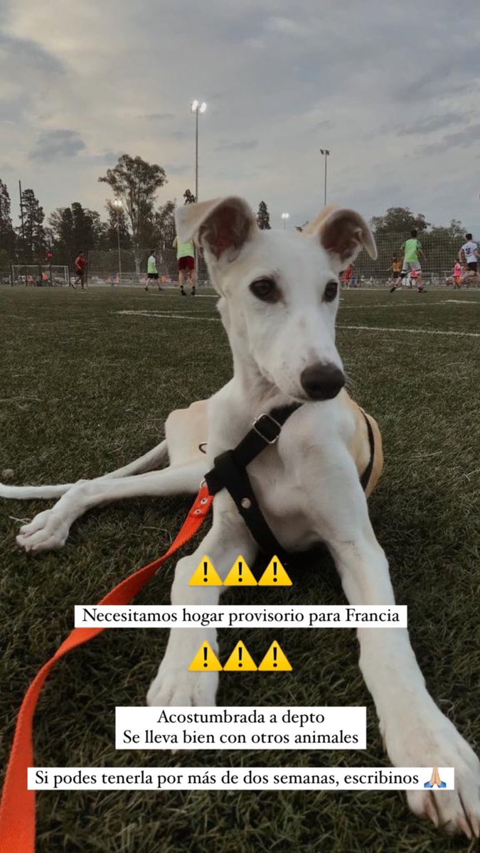 ⚠️ URGENTE ⚠️

Necesitamos hogar provisorio para Francia 

Es cachorra y se porta espectacular! 🫶🏼

Si podes hacerle un lugarcito escribime por MD o al 3584497367

Difundir 🙏🏼 @en_guemes <a href="/VivireNuevaCba/">VivirenNuevaCórdoba®</a> <a href="/VivirenP/">VivirenGralPaz</a> <a href="/yo_nva/">YoVendoNvaCba</a>
