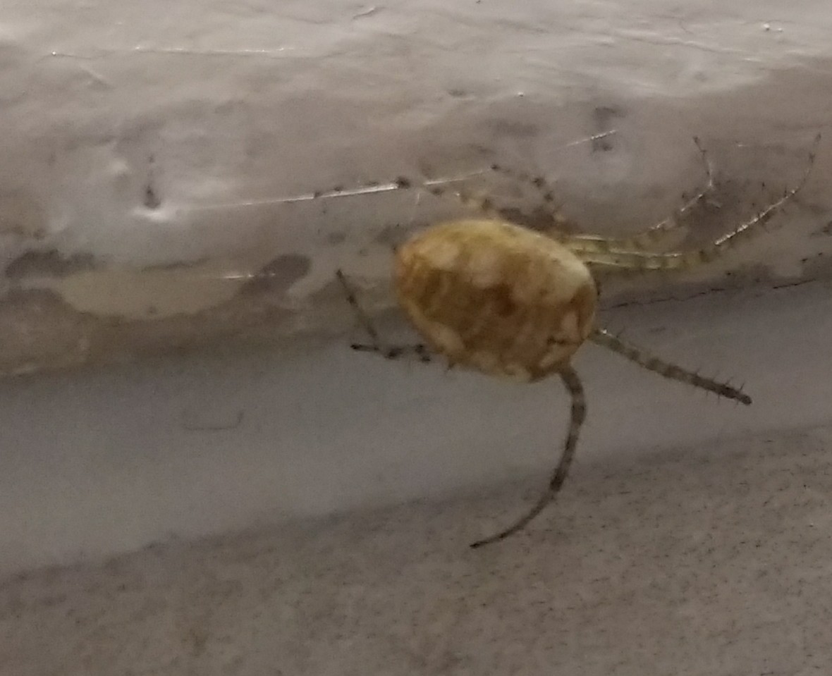 Jencon50's tweet photo. This spider has been in our bathroom for more than a month, always in the same spot, in a web. Yesterday it moved, but hasn't spun a web. Is it ok? Presumably it wouldn't survive outside...anyone know what kind of spider it is? #spideridentification https://t.co/NDQanhRBUg