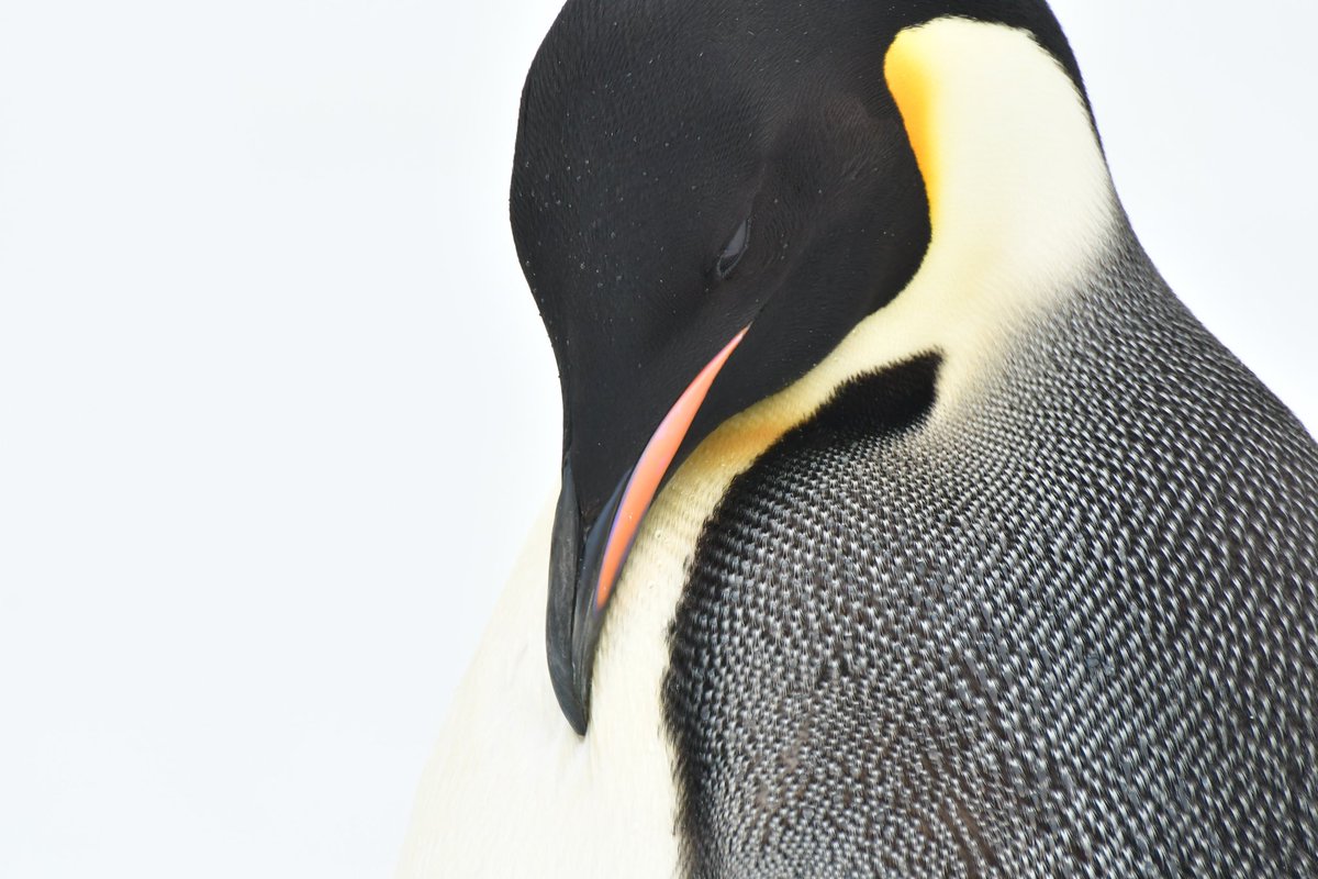 HazeloftheShire's tweet photo. We made it to Snow Hill Emperor penguin colony! What a day - impossible to take a bad photo of these beautiful birds! ๐ง guiding with @OceanwideExp #EmperorPenguin #Penguin #Antarctica #ExpeditionGuide https://t.co/FNOU3v35vP