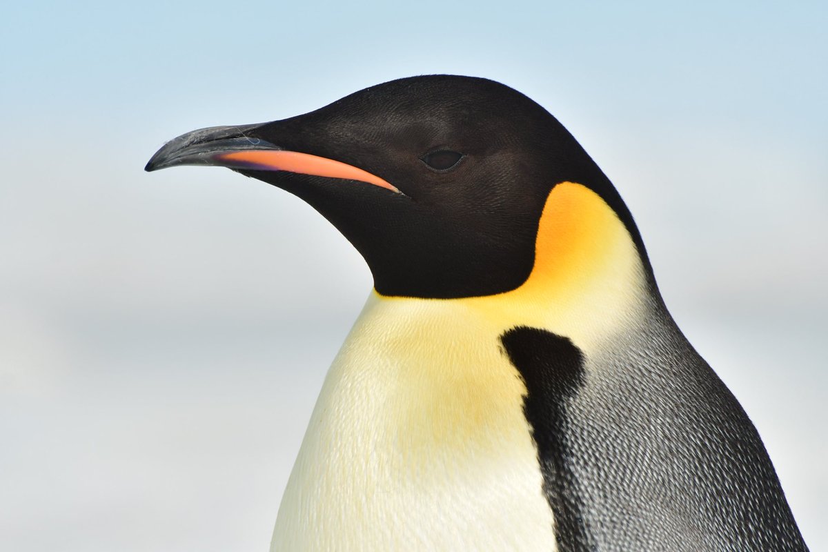 HazeloftheShire's tweet photo. We made it to Snow Hill Emperor penguin colony! What a day - impossible to take a bad photo of these beautiful birds! ๐ง guiding with @OceanwideExp #EmperorPenguin #Penguin #Antarctica #ExpeditionGuide https://t.co/FNOU3v35vP