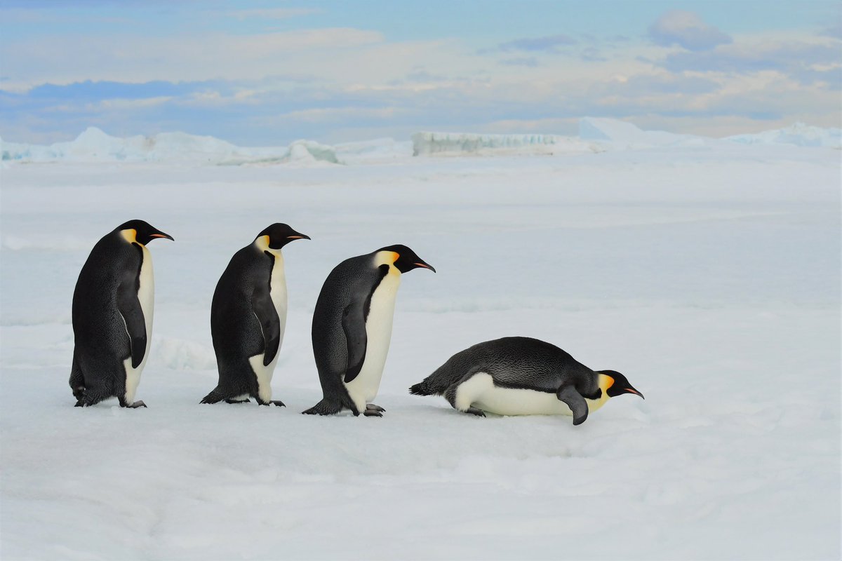 HazeloftheShire's tweet photo. We made it to Snow Hill Emperor penguin colony! What a day - impossible to take a bad photo of these beautiful birds! ๐ง guiding with @OceanwideExp #EmperorPenguin #Penguin #Antarctica #ExpeditionGuide https://t.co/FNOU3v35vP