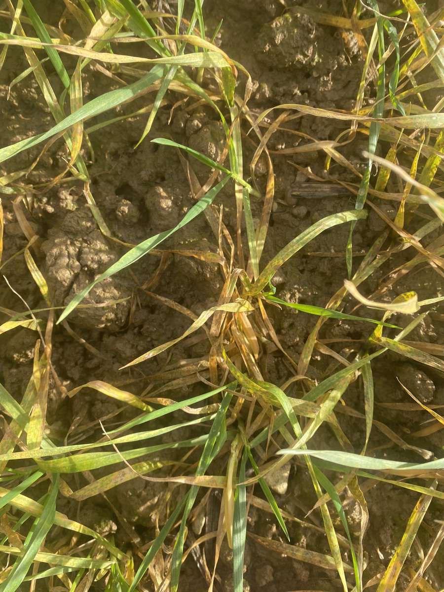 Retour sur la parcelle de Chevignon touchée par la rouille brune. Les pieds sont en train de crever 😬 mais je ne pense pas que la rouille en soit la cause… pb semence ? Désherbage ? Rémanence ? 
A vos hypothèses … 
#ble #agriculture #FrAgTw