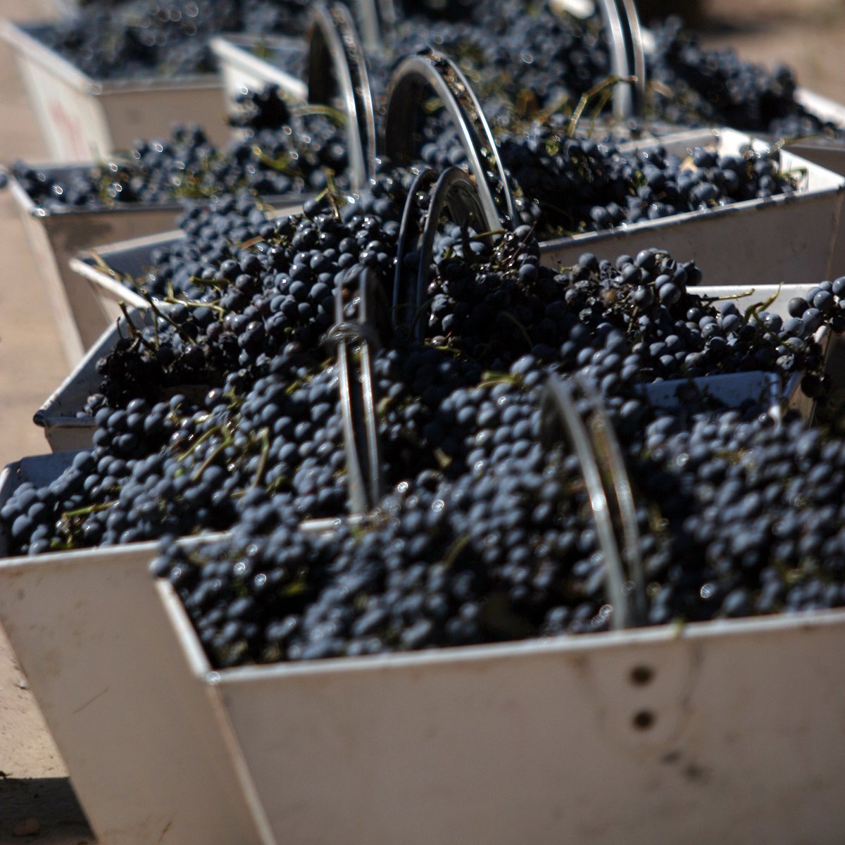 Hoy, la vitivinicultura argentina se extiende en 19 provincias, casi la totalidad del territorio nacional con más de 220.000 hectáreas cultivadas, posicionando a nuestro país como el 7° productor de vino a nivel mundial.
#vino #vinoargentino #diadelvino