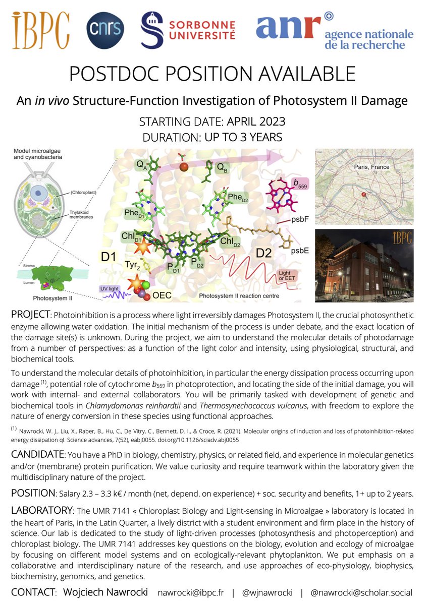 Wojciech Nawrocki (@wjnawrocki) on Twitter photo 🚨JOB ALERT🚨
Postdoc position (up to 3 years) available in our lab (<a href="/micro_algae/">Microalgae • Chloroplast • Light | 🌊🦠⚡️🧬</a> @IBPCf), funded by <a href="/AgenceRecherche/">ANR - Agence nationale de la recherche</a>
An in vivo Structure-Function Investigation of Photosystem II Damage ⚡️🦠
Required skills: genetics/protein purification
DM me for details
RTs appreciated! 🚨JOB ALERT🚨
Postdoc position (up to 3 years) available in our lab (<a href="/micro_algae/">Microalgae • Chloroplast • Light | 🌊🦠⚡️🧬</a> @IBPCf), funded by <a href="/AgenceRecherche/">ANR - Agence nationale de la recherche</a>
An in vivo Structure-Function Investigation of Photosystem II Damage ⚡️🦠
Required skills: genetics/protein purification
DM me for details
RTs appreciated!