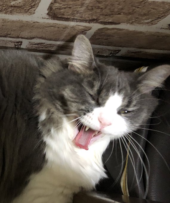 猫すげぇ顔してんな。別の猫か?? 