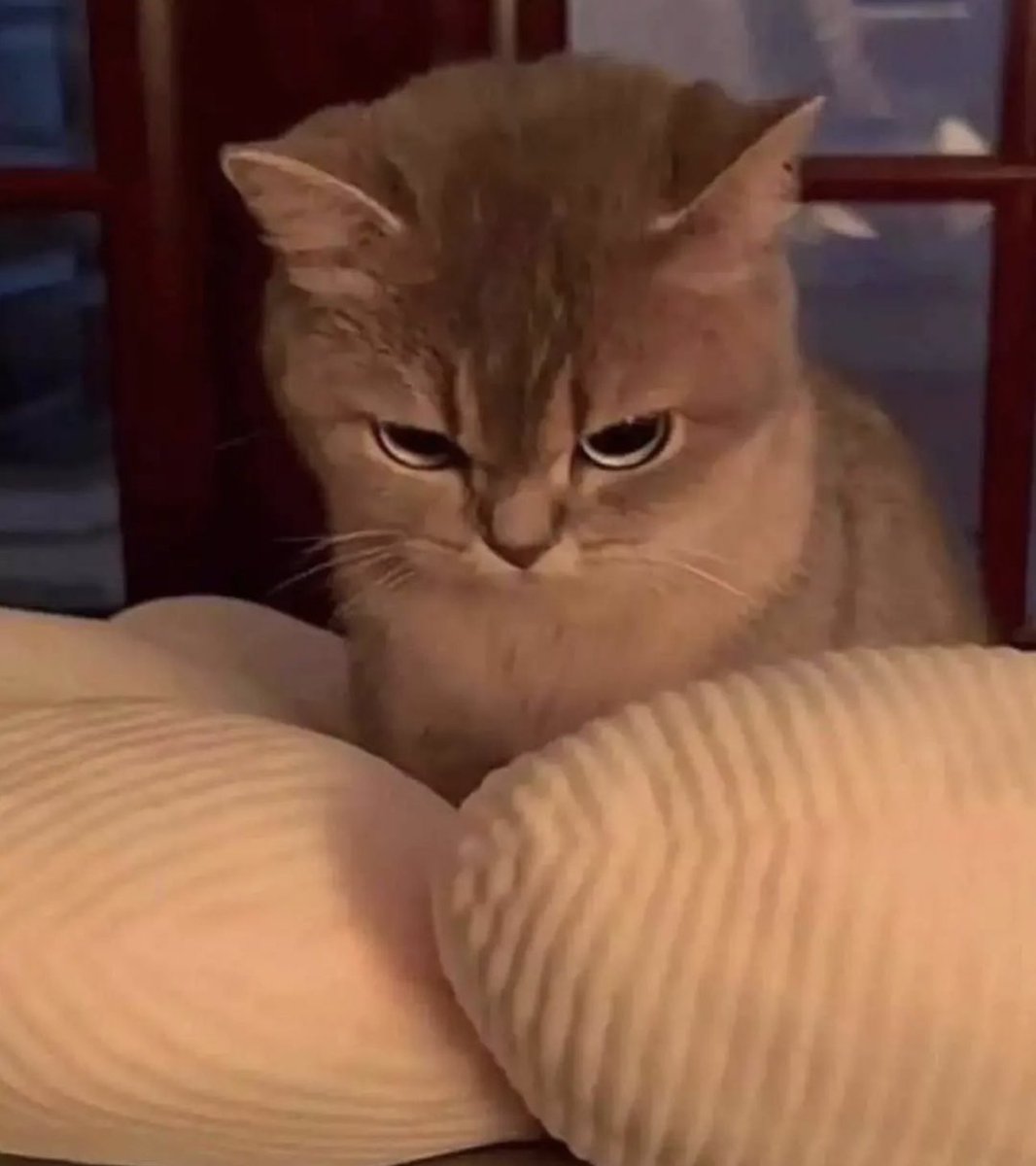 nocontextscats's tweet photo. Mood https://t.co/vHqV1OuzkJ