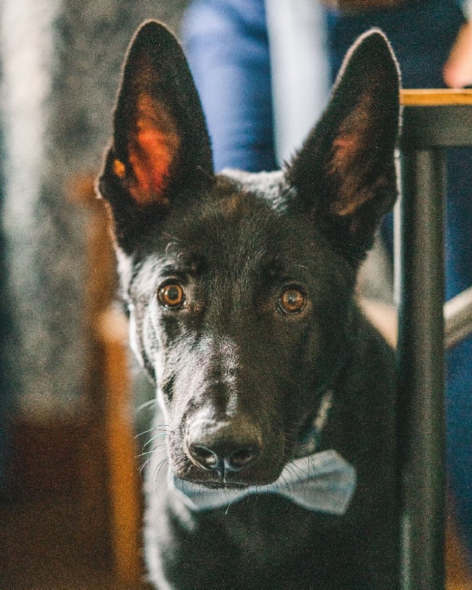 Tweet by Purdue Veterinary Medicine