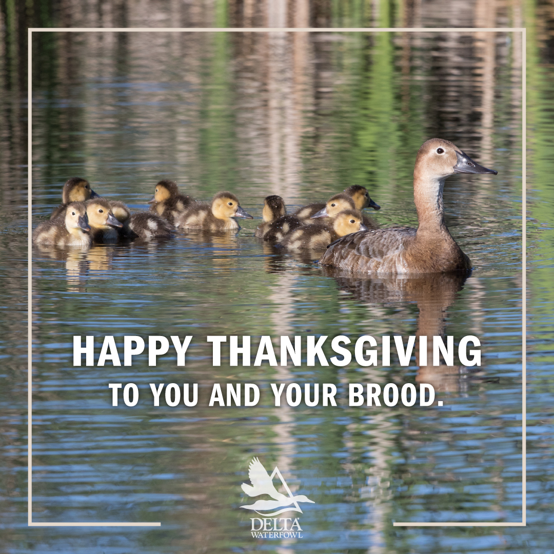 DeltaWaterfowl's tweet photo. Weโre thankful for YOU!
To @DeltaWaterfowlโs valued members, volunteers and donors: Thank you for your continued support of The #DuckHunters Organization. Together we are making ducks and securing the future of waterfowling. #ThankYou #HappyThanksgivng #MillionDucks https://t.co/SOSiP2ljww