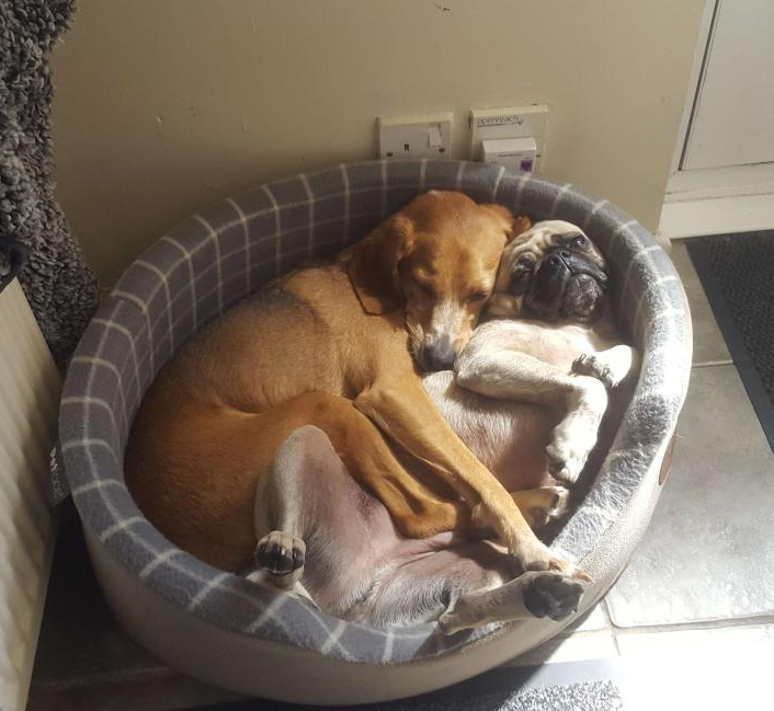 petorzo's tweet photo. Is their bed too small? My mom insists that its big enough.

#MattWalshIsAGroomer #thiccsgiving #pug #Dog #dogsgiving #crypto #cat https://t.co/s9MRzU5GHI