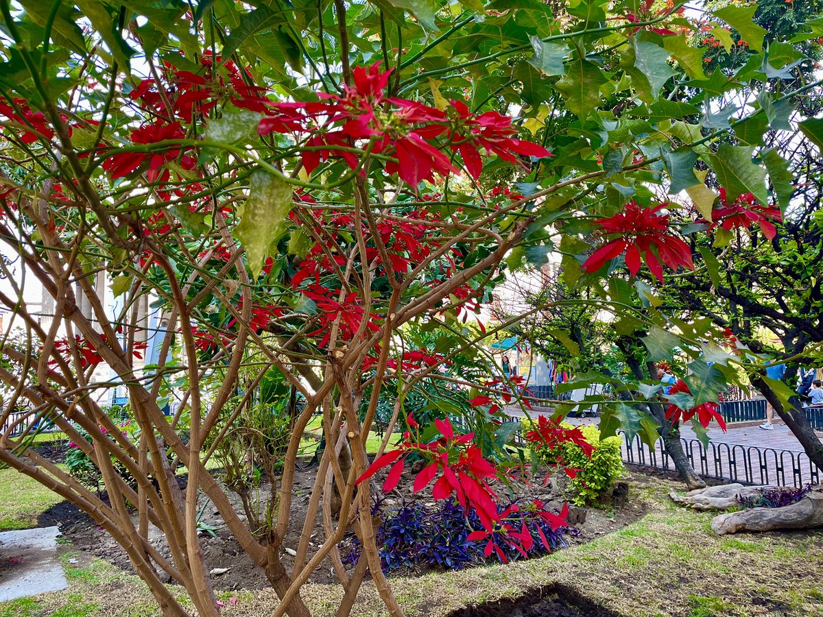 joeljuanqui's tweet photo. Amanecen las #poinsettias #nochebuenas floreciendo por décadas afuera del templo de San Agustín. #flores #kvety #fleur #flower #花 https://t.co/wLUrOPby8h