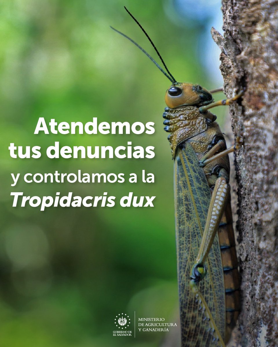 Ministerio de Agricultura y Ganadería 🇸🇻 tweet media