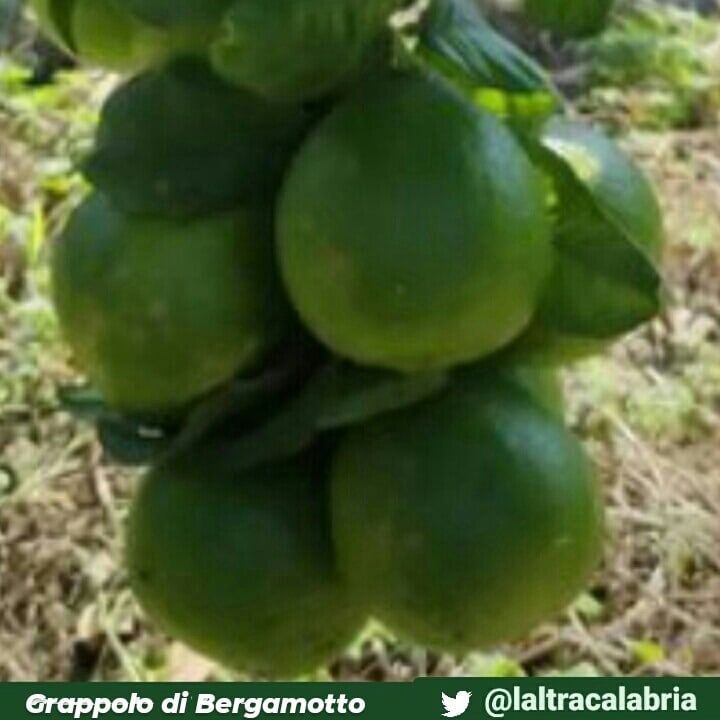 L'altra Calabria tweet media