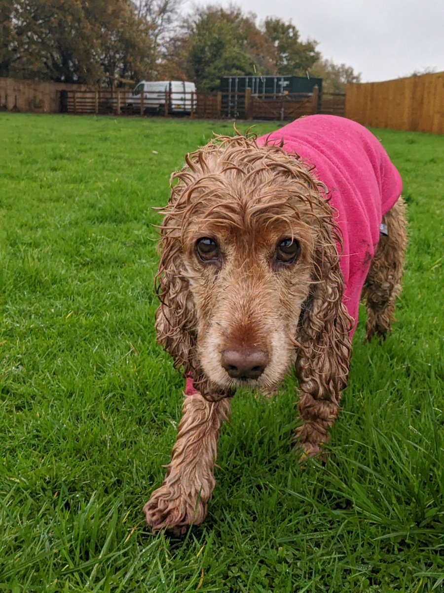 Roll on Spring 🌞🌷☀️
#wetdog #sunnyday #dogwalkers #dogsoftwitter