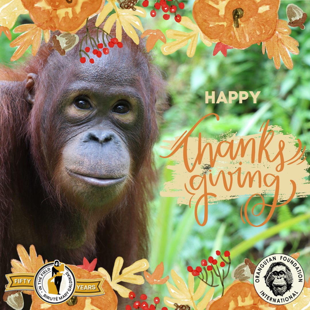 OFIOrangutan's tweet photo. Today we are grateful to all of our donors, staff, followers, supporters, partners, and friends ... YOU make our critical orangutan and rainforest conservation work possible.

https://t.co/GO2WwzBkpP

#givethanks #gratitude #thanksgiving #teampongo #saveorangutans https://t.co/79Wbeat7M6