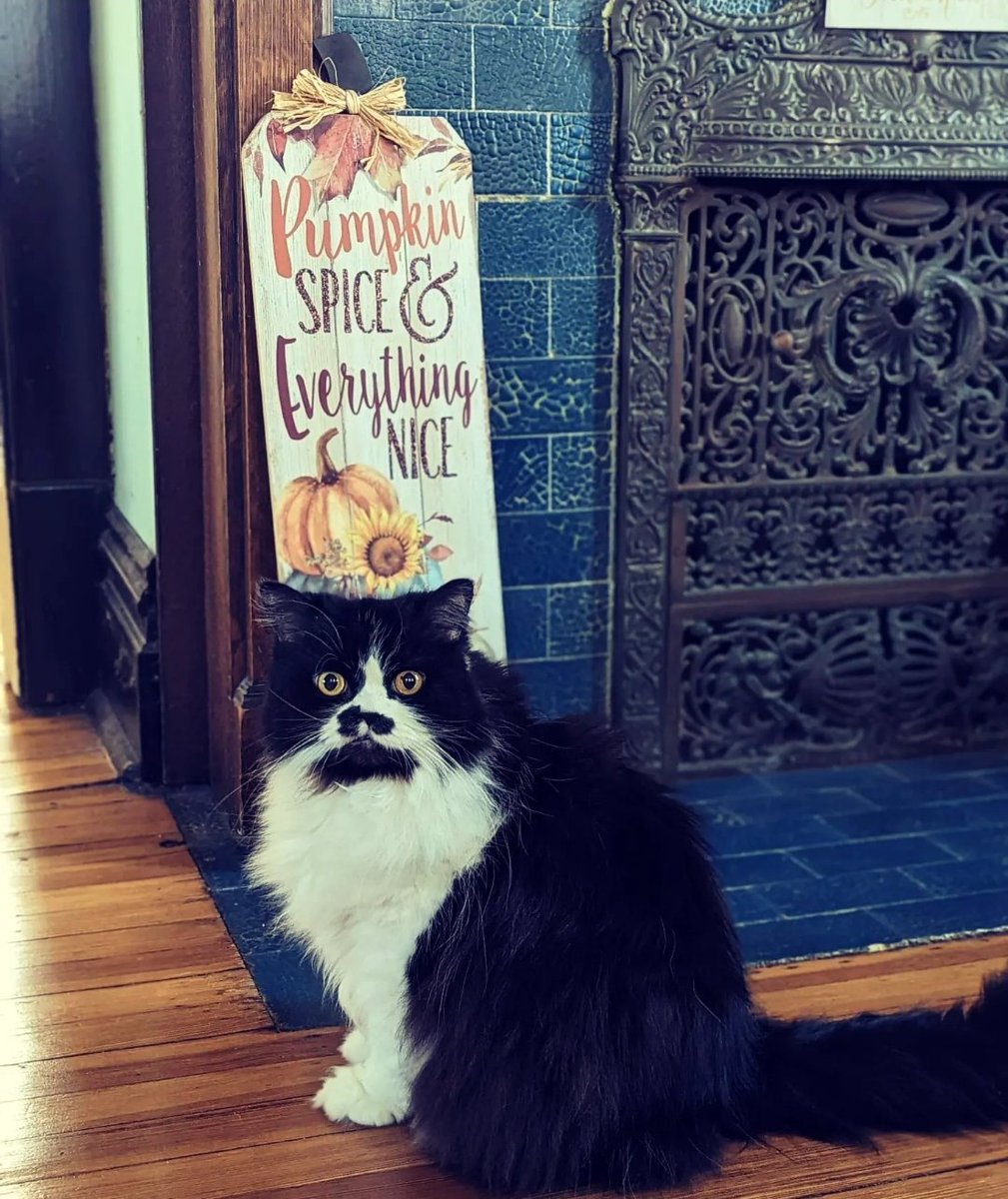 Le10985's tweet photo. Happy Thanksgiving from Minnie! 🦃🧡🤎
#TDayCBS https://t.co/KHvQBF2HA5