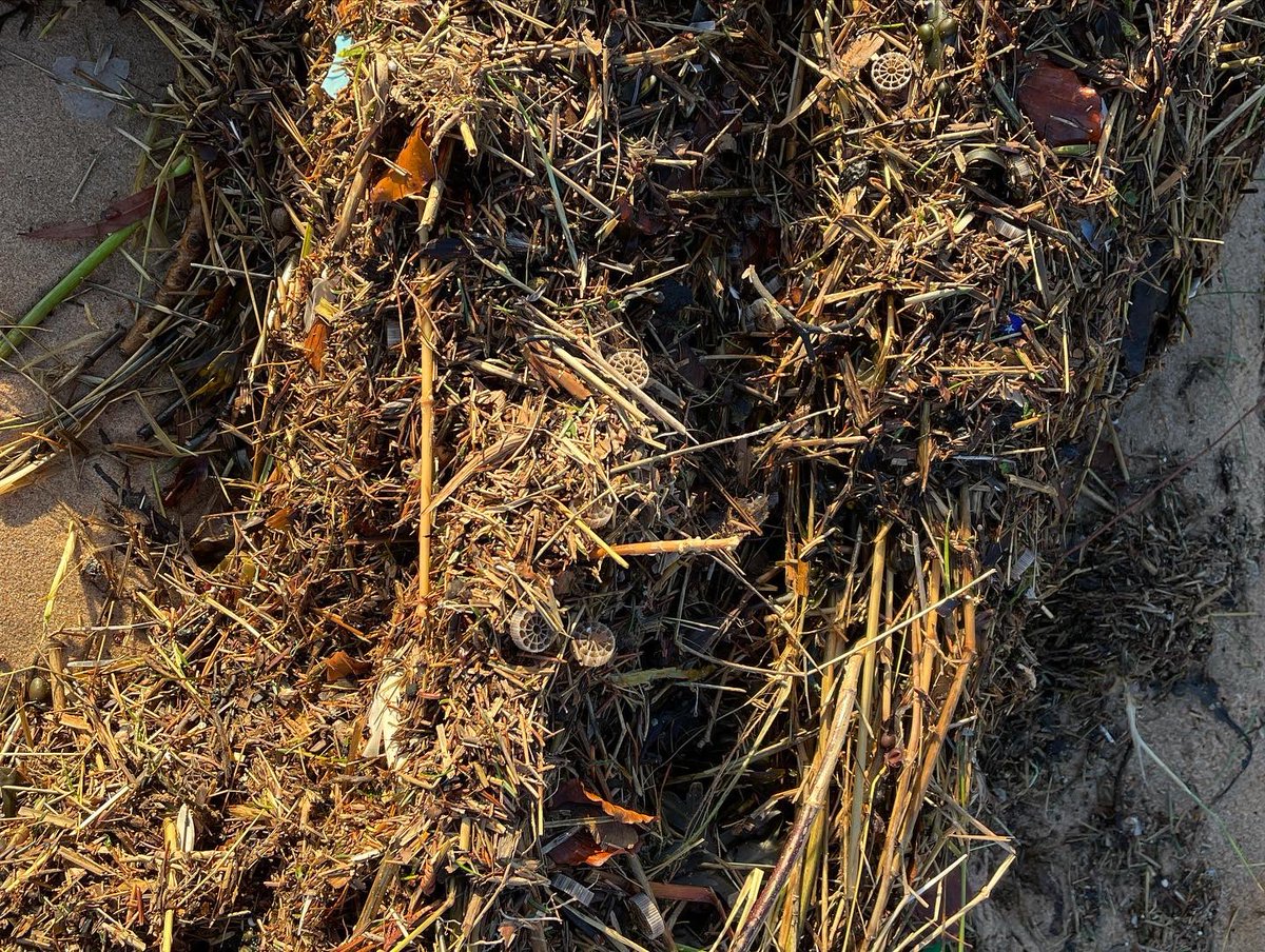 TTPTnortheast's tweet photo. The biomedia clean-up started early this morning, the high tide line was raked by hand into piles for the tractor to scoop up and into a trailer for removal.
#cleanup #beachclean #coastalcleanup #biomedia #filtration #sewagetreatmentplant #egcp #ttpt #scottishwater https://t.co/Xcqeg1qvuv