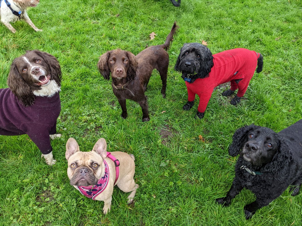 Catching up with friends 🐶🥰🐶
#dogsoftwitter #dogwalkingmonton #dogslife #dog