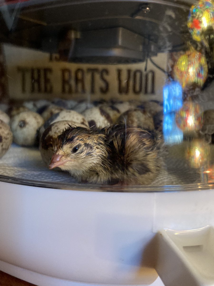 D_higginbotham_'s tweet photo. We got a baby quail!! https://t.co/cSvkJRL4FP