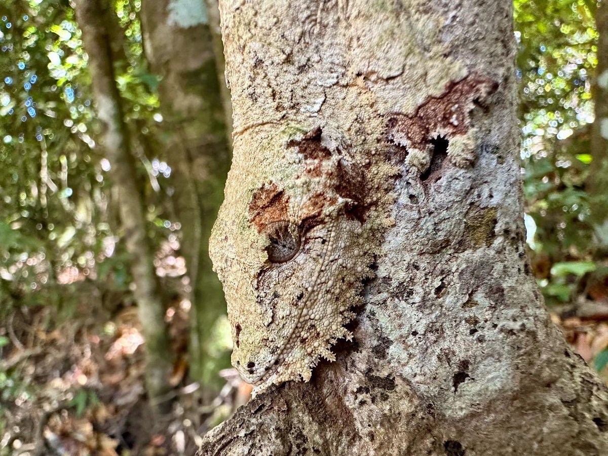 UROPLATUS 🤩!! The masters of camouflage - can you see the leaf tailed gecko? 🦎 #madagascarwildlife #naturalwonders