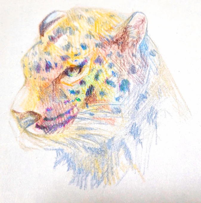 描きました 