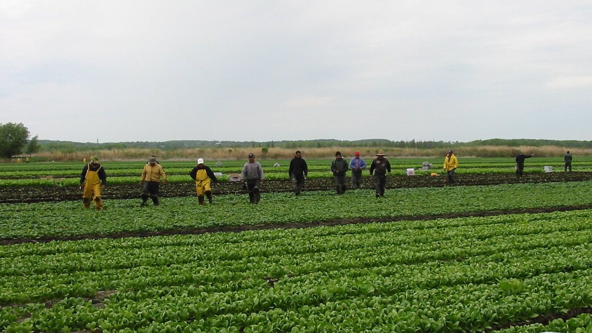Más de 7,500 jornaleras y jornaleros miembros del Programa de Trabajadores Agrícolas Temporales (PTAT)🇲🇽🇨🇦 en Ontario han regresado ya a sus lugares de origen. Muchos de ellos volverán a la provincia en la temporada 2023 bajo este modelo de migración regular, ordenada y segura.