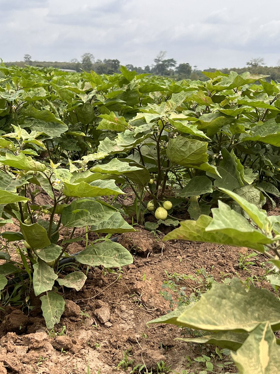 francescaDM_EU's tweet photo. 1e étape Yamoussoukro: projet MARIGO, via le programme UE #Desira, qui accompagne les agriculteurs dans l’agro-écologie. Lutte biologique intégrée + irrigation efficiente + paillage + rotation des cultures = agri durable et autonomie alimentaire. @Gouvci @Cirad @EU_Partnerships https://t.co/Z2ybjZ9Y4l