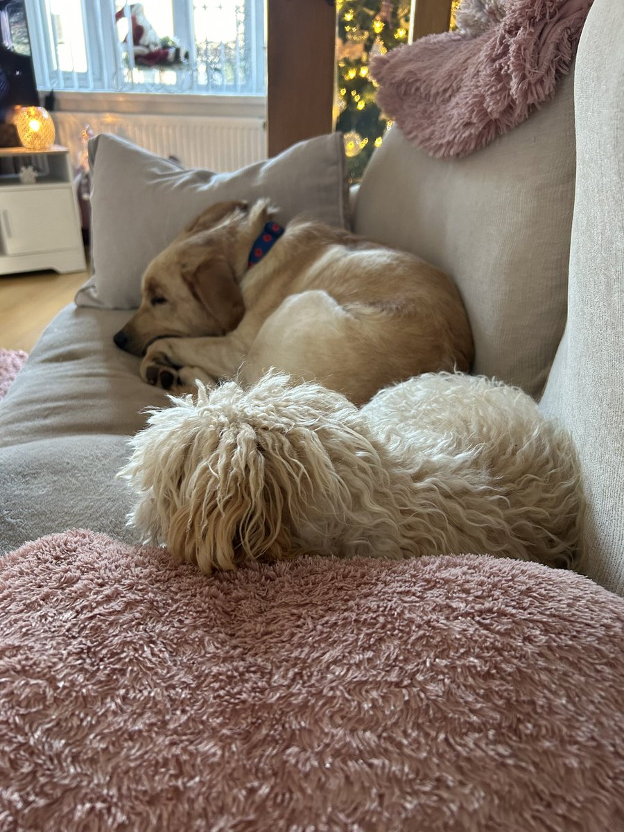 leannejameson26's tweet photo. These two sweet souls ❤️ https://t.co/jUife8Olo4